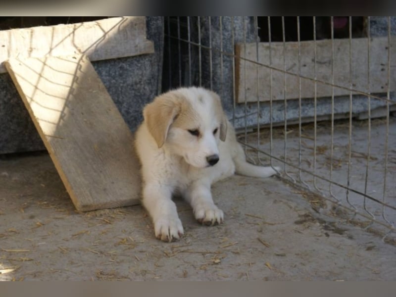 Süße Ava sucht ihre Familie!