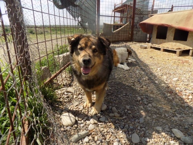 Senior Falco wartet aufs Ticket!