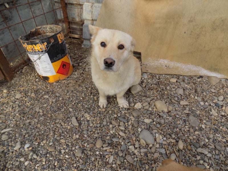 Notfellchen Carlos wartet auf große Chance!