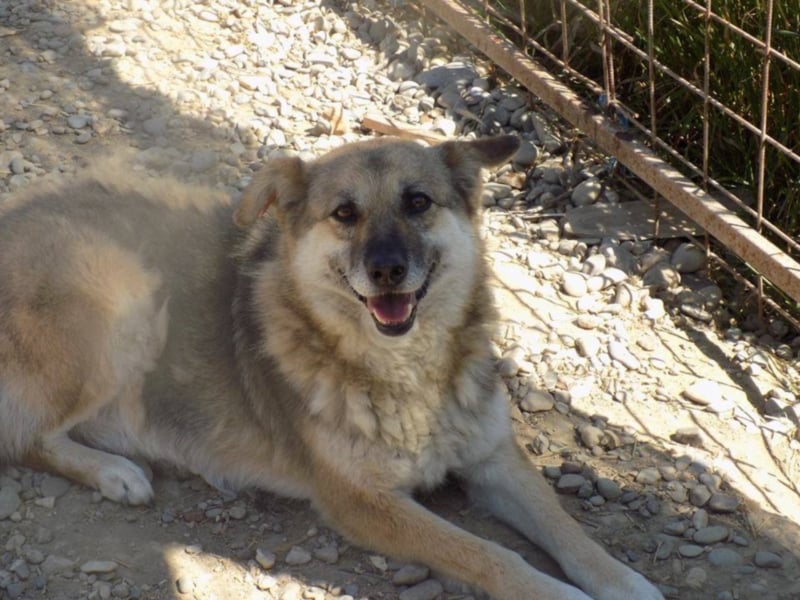 Liebe Jaika sucht neus Körbchen!