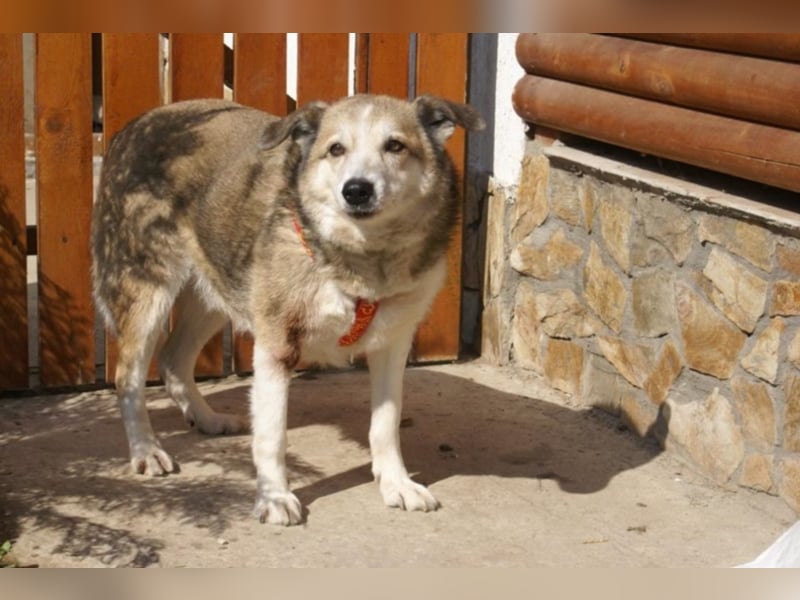Sir Harry sucht sein Glück!