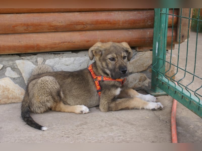 Toller Kenzo sucht DIch!