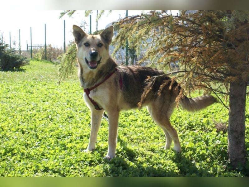 Notfellchen Leyla sucht neue Familie!