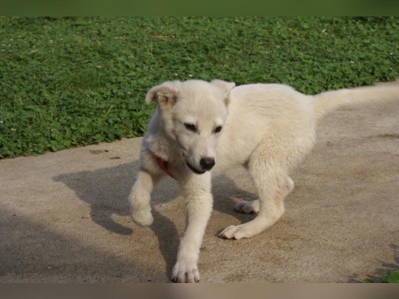 Süßer Olaf sucht neues Körbchen!