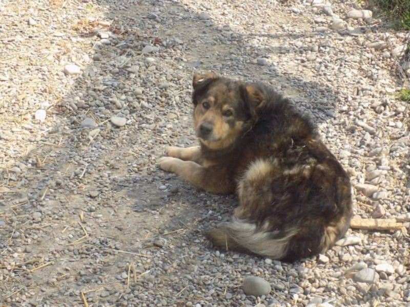 Senior Falco wartet aufs Ticket!