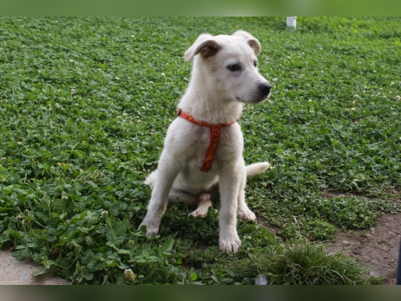 Süßer Olaf sucht neues Körbchen!