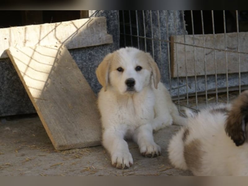 Süße Ava sucht ihre Familie!