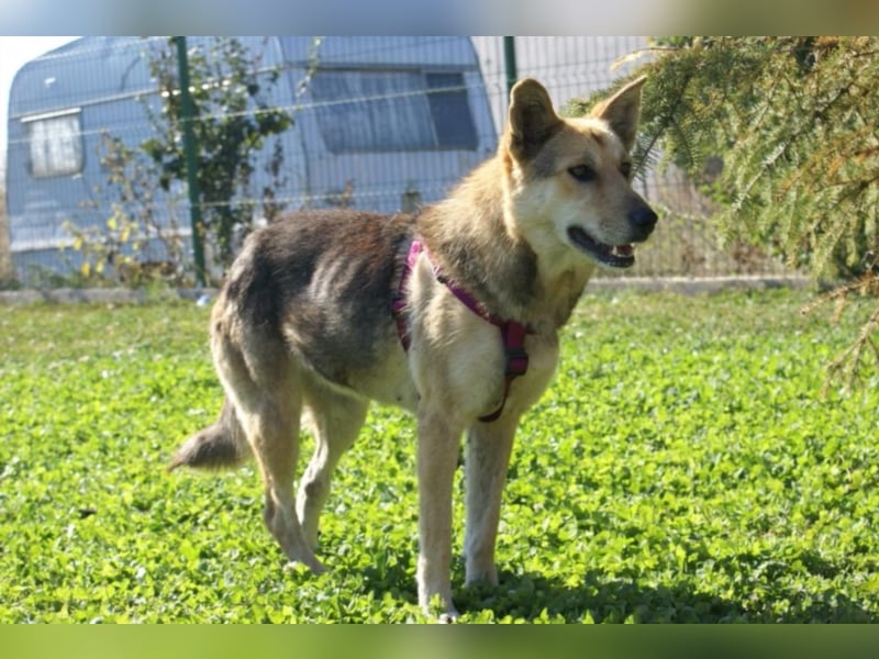 Notfellchen Leyla sucht neue Familie!