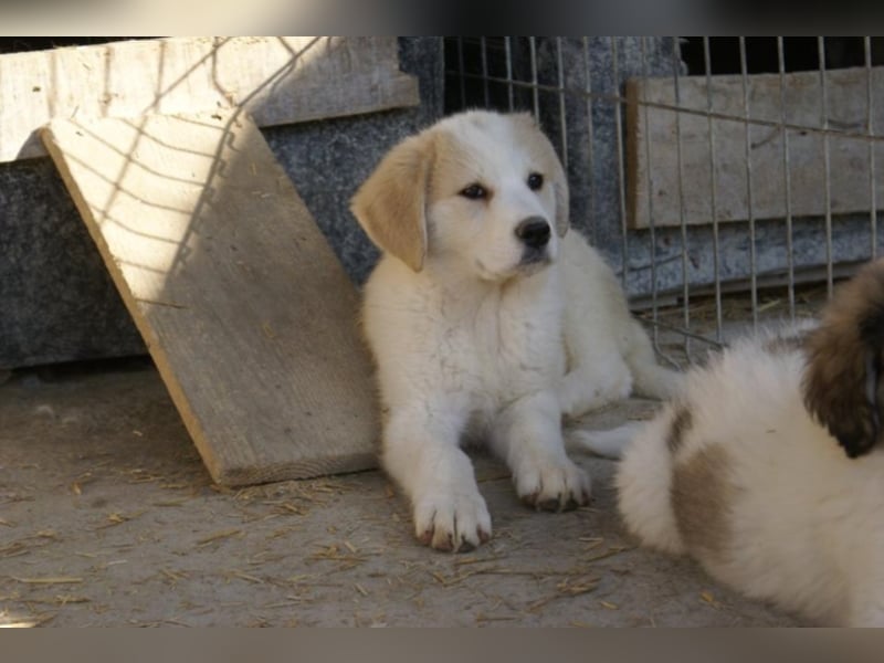 Süße Ava sucht ihre Familie!