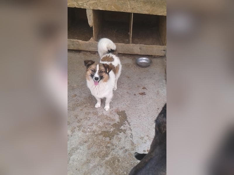 Kleiner Aladin möchte dich verzaubern!