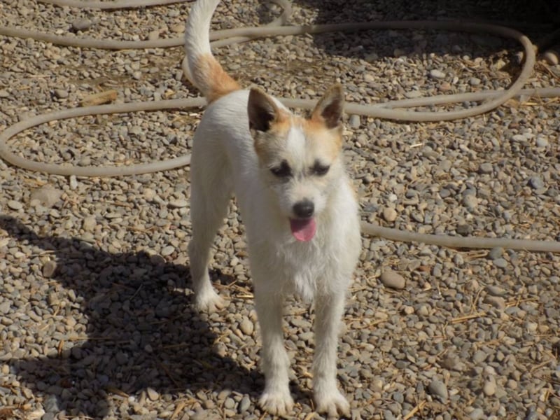 Kleine RUby sucht großes Herz!