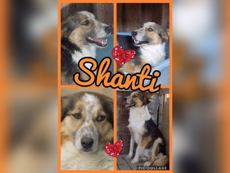 Schöne Shanti sucht Dein Herz!