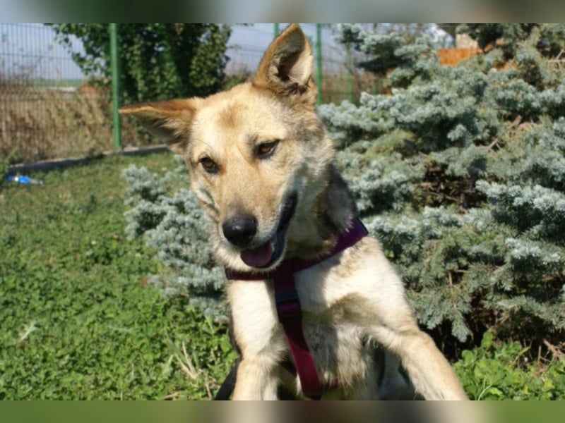 Notfellchen Leyla sucht neue Familie!