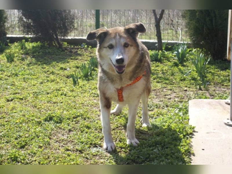 Sir Harry sucht sein Glück!