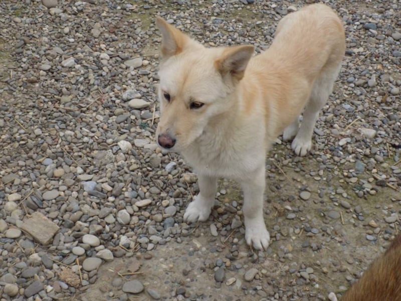 Notfellchen Carlos wartet auf große Chance!