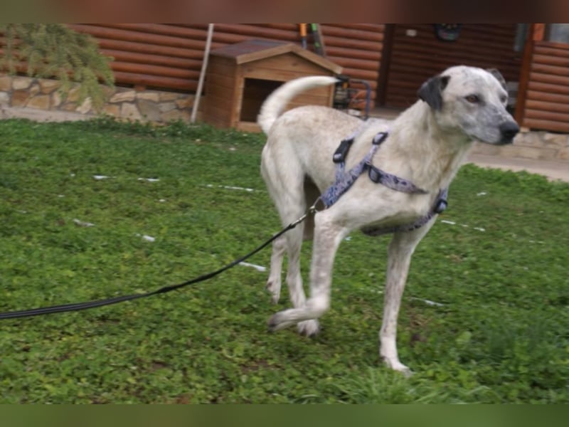 Hübsche Peggy in Not!