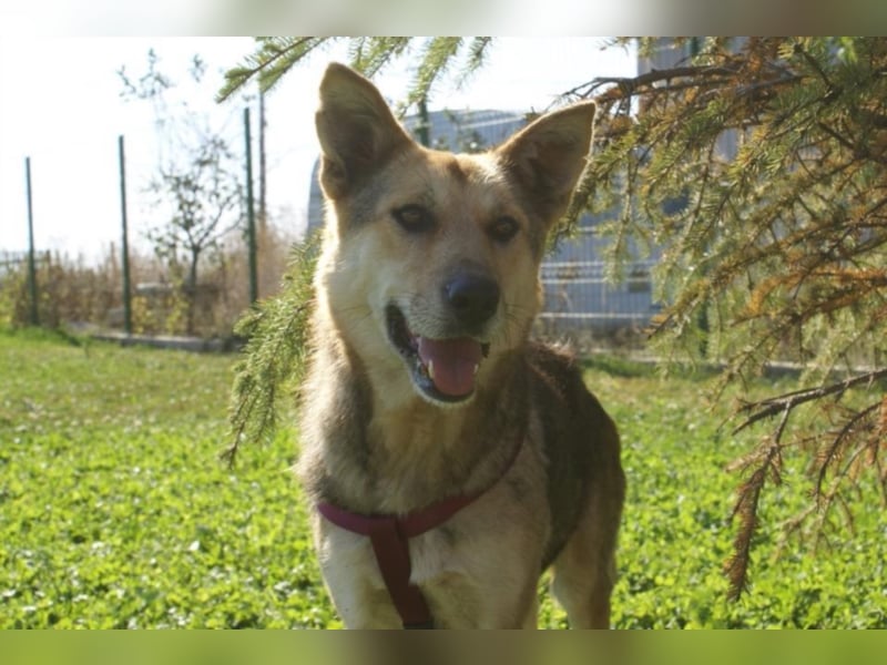 Notfellchen Leyla sucht neue Familie!