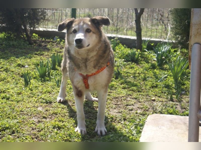 Sir Harry sucht sein Glück!