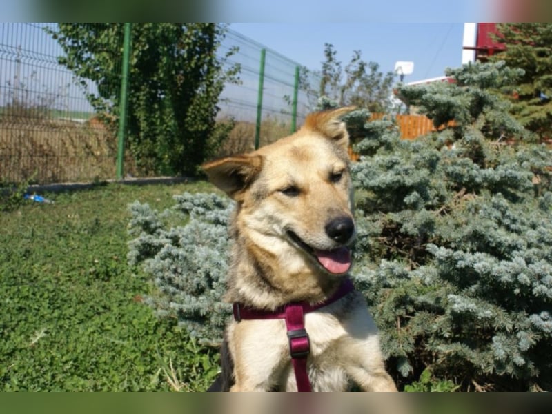 Notfellchen Leyla sucht neue Familie!