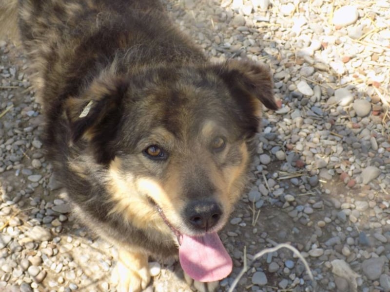 Senior Falco wartet aufs Ticket!