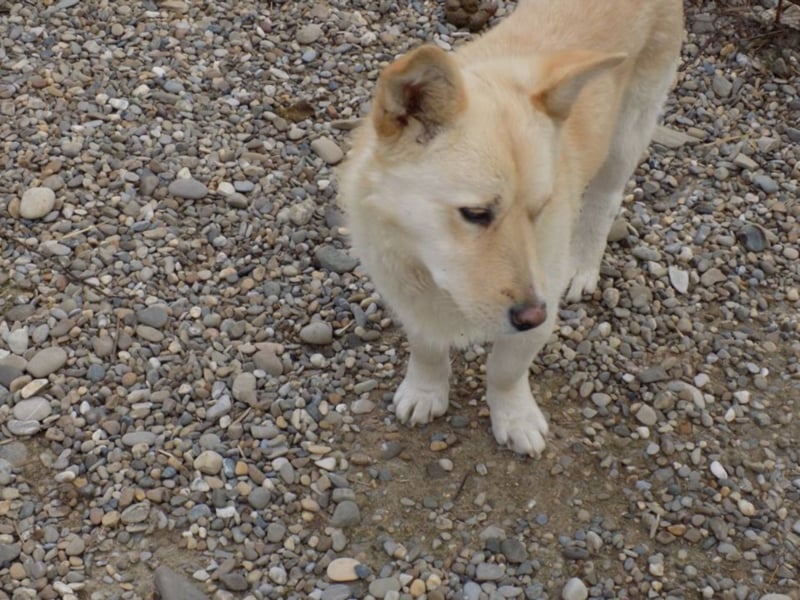 Notfellchen Carlos wartet auf große Chance!