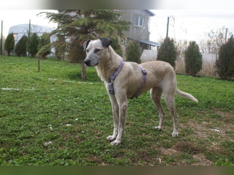 Hübsche Peggy in Not!