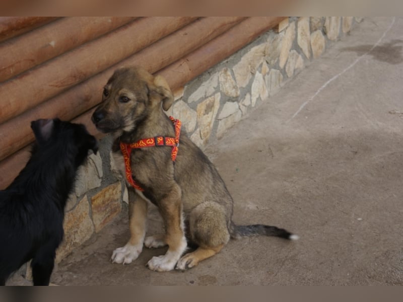 Toller Kenzo sucht DIch!