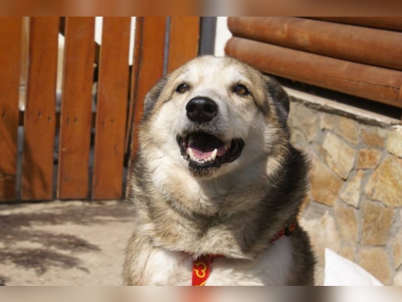 Sir Harry sucht sein Glück!