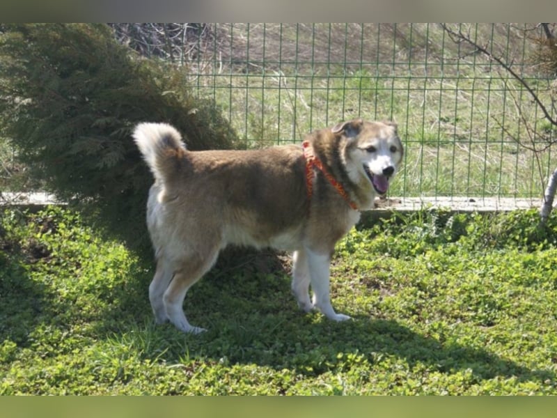 Sir Harry sucht sein Glück!