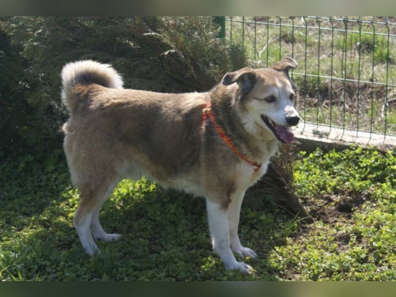 Sir Harry sucht sein Glück!