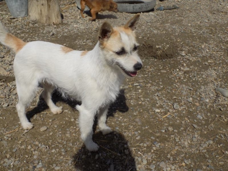 Kleine RUby sucht großes Herz!