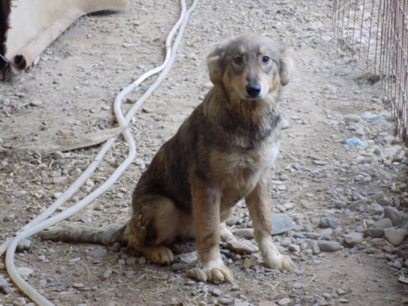 Kleine Naomi sucht großes Herz!