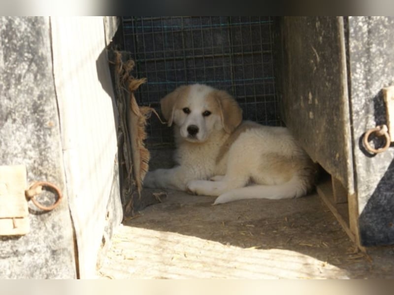 Süße Ava sucht ihre Familie!