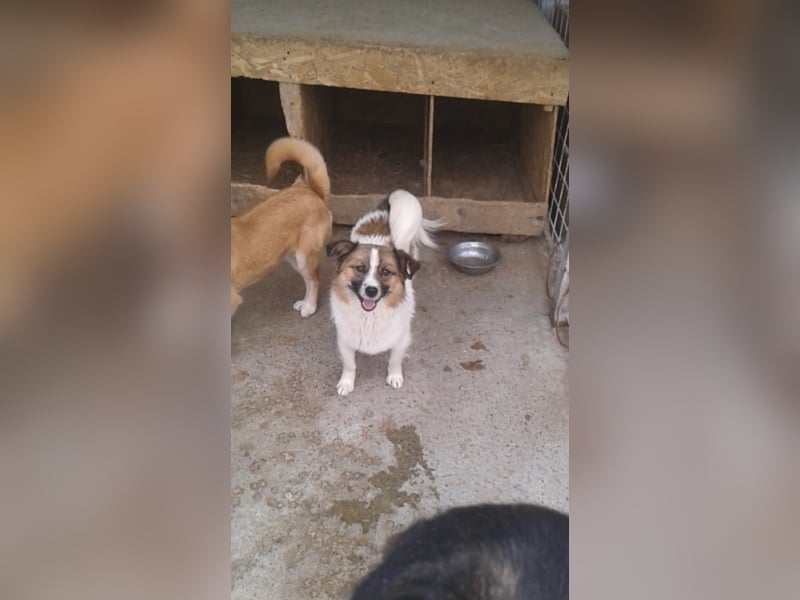 Kleiner Aladin möchte dich verzaubern!