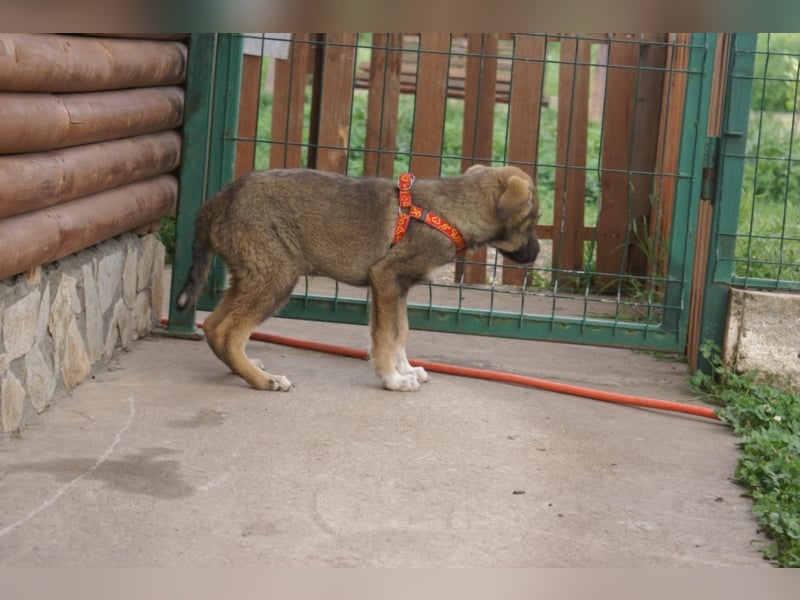 Toller Kenzo sucht DIch!