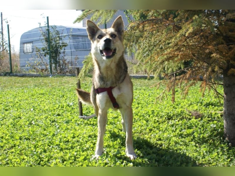 Notfellchen Leyla sucht neue Familie!