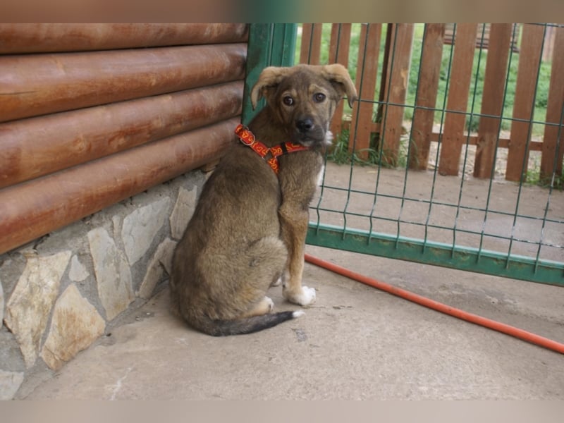 Toller Kenzo sucht DIch!