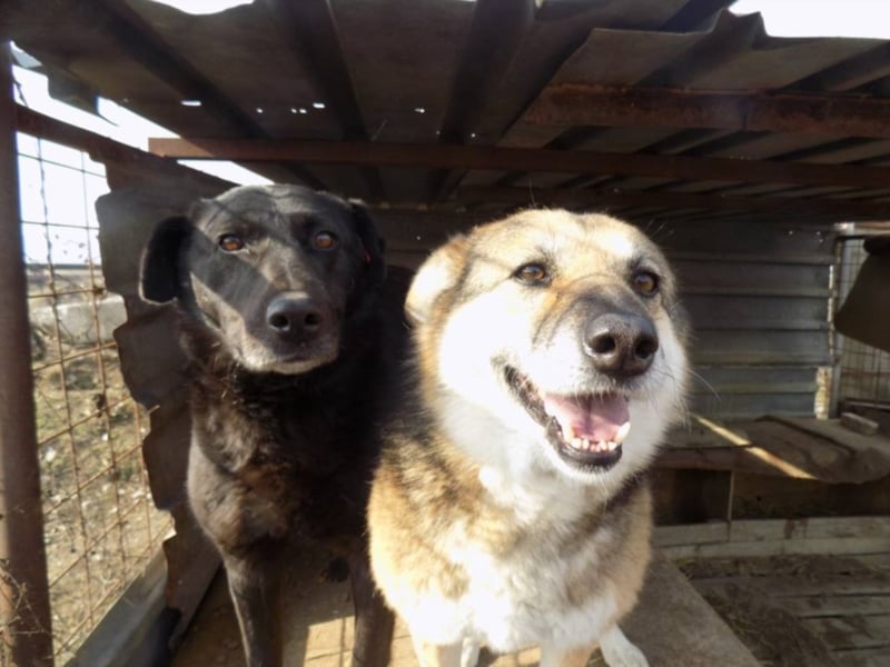 Liebe Jaika sucht neus Körbchen!