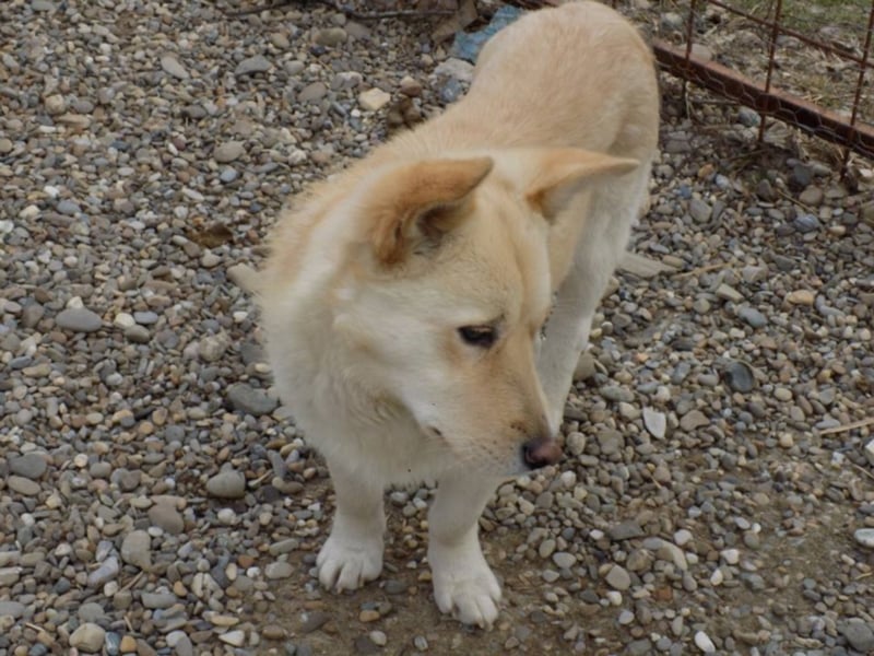 Notfellchen Carlos wartet auf große Chance!