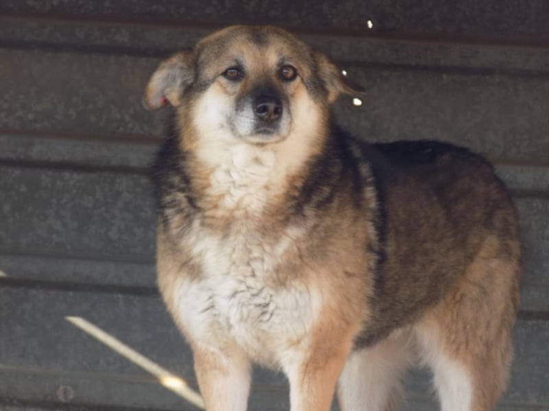 Liebe Jaika sucht neus Körbchen!