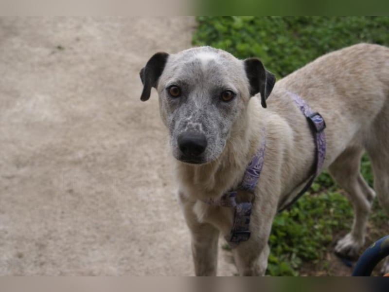 Hübsche Peggy in Not!