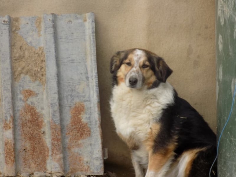 Schöne Shanti sucht Dein Herz!
