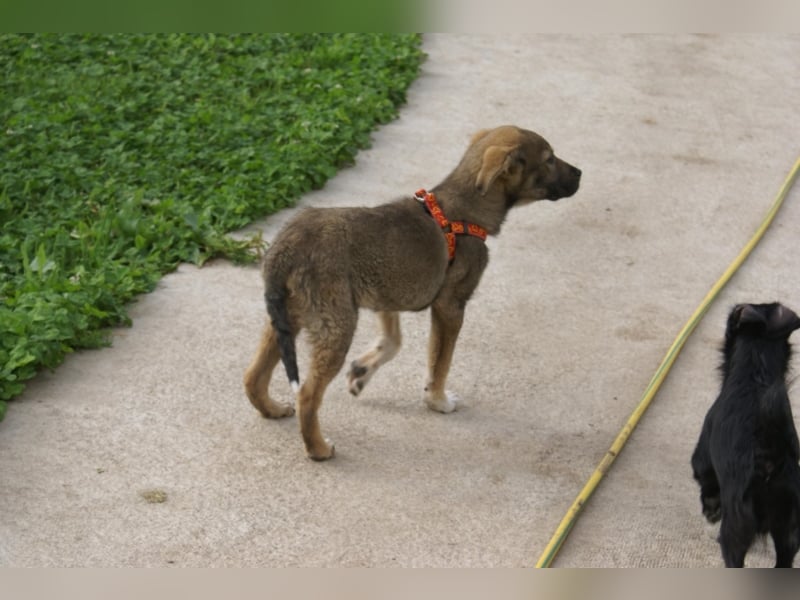 Toller Kenzo sucht DIch!