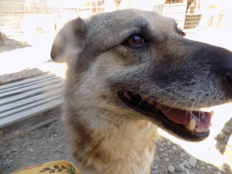 Liebe Jaika sucht neus Körbchen!