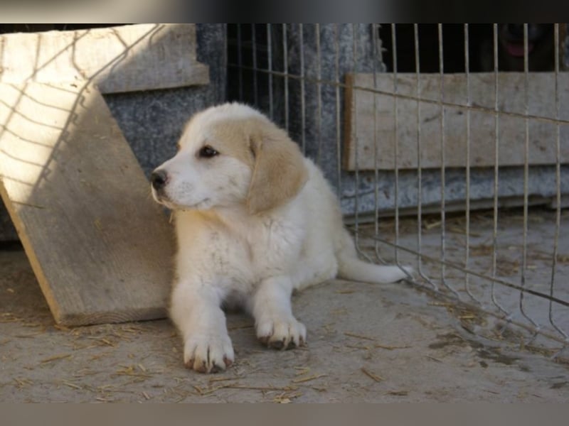 Süße Ava sucht ihre Familie!