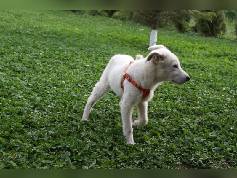 Süßer Olaf sucht neues Körbchen!