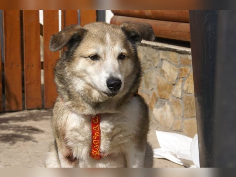 Sir Harry sucht sein Glück!