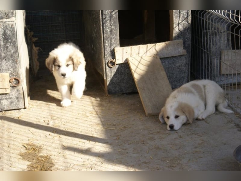 Süßer Cooper sucht neues Körbchen!