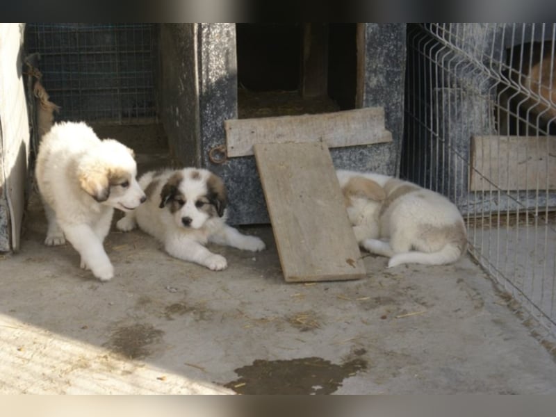 Süßer Cooper sucht neues Körbchen!