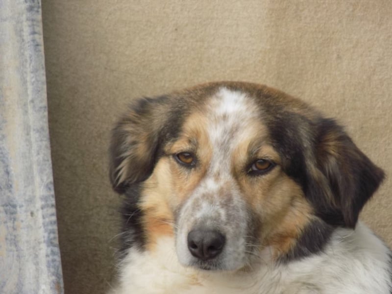 Schöne Shanti sucht Dein Herz!